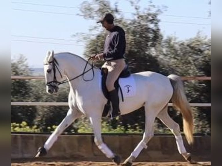 PRE Croisé Jument 10 Ans 164 cm Gris in SEVILLA