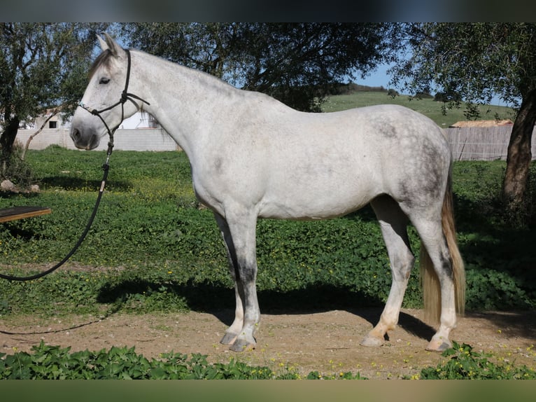 PRE Croisé Jument 10 Ans 164 cm Gris pommelé in San Ambrosio