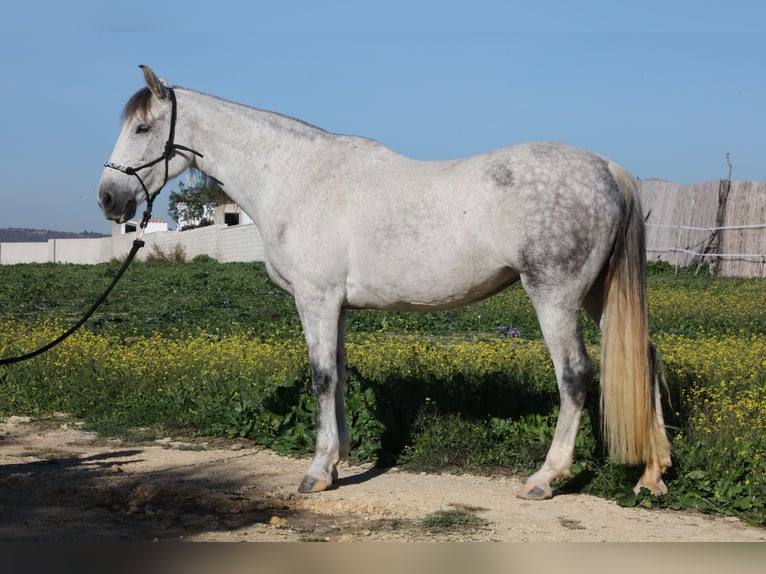 PRE Croisé Jument 10 Ans 164 cm Gris pommelé in San Ambrosio