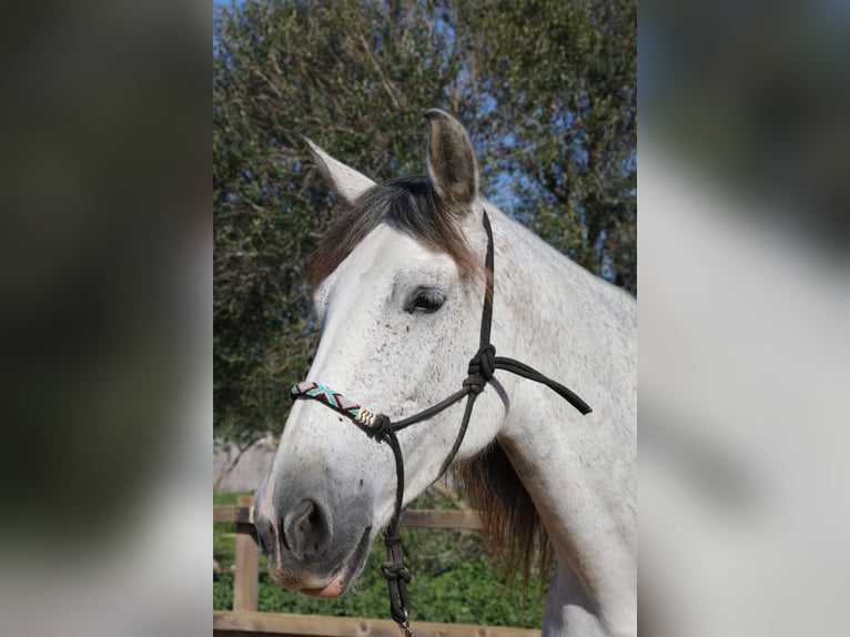 PRE Croisé Jument 10 Ans 164 cm Gris pommelé in Weilheim