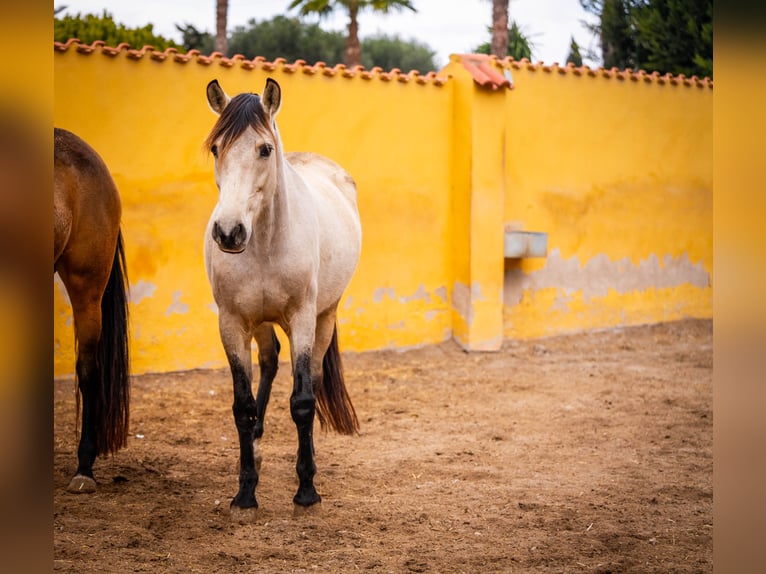 PRE Croisé Jument 10 Ans 165 cm Buckskin in Valencia