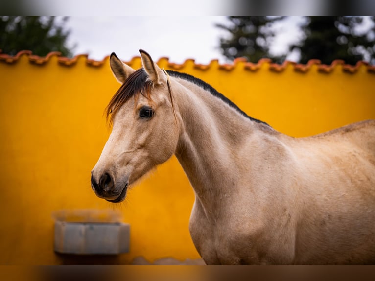 PRE Croisé Jument 10 Ans 165 cm Buckskin in Valencia