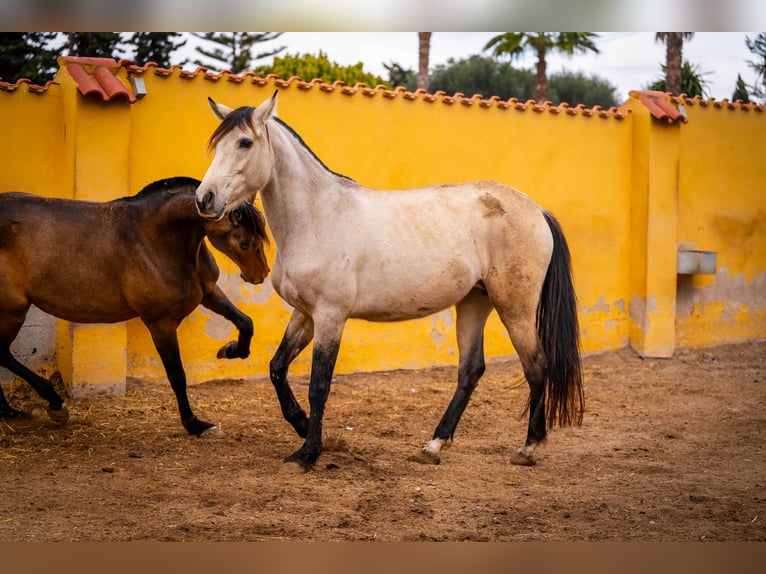 PRE Croisé Jument 10 Ans 165 cm Buckskin in Valencia