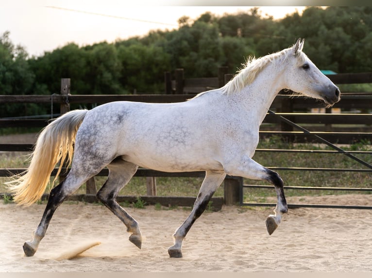 PRE Croisé Jument 10 Ans 165 cm Gris in Cadiz