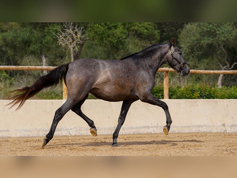 PRE Jument 10 Ans 165 cm Gris in Manacor