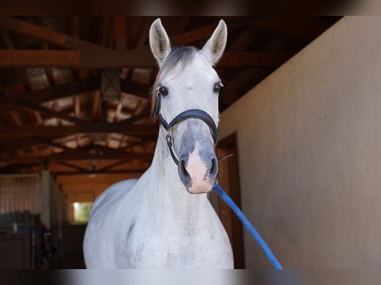 PRE Jument 10 Ans 165 cm Gris in Manacor