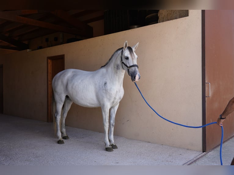 PRE Jument 10 Ans 165 cm Gris in Manacor