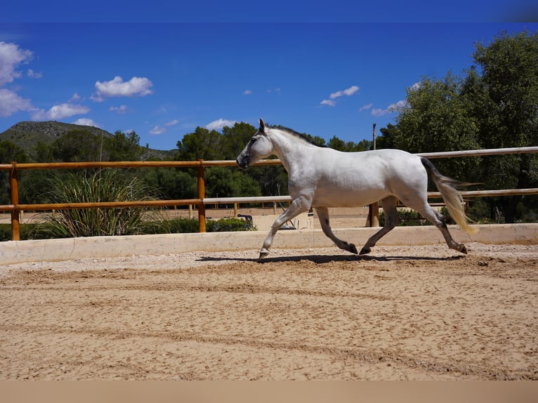 PRE Jument 10 Ans 165 cm Gris in Manacor