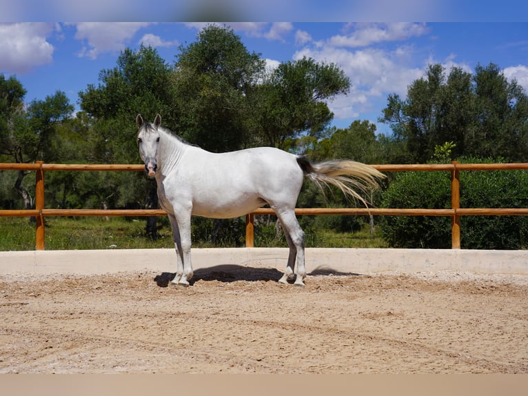 PRE Jument 10 Ans 165 cm Gris in Manacor