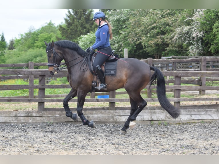 PRE Croisé Jument 10 Ans 168 cm Bai brun in Leeds