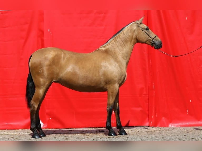 PRE Jument 10 Ans 168 cm Isabelle in Nordhorn