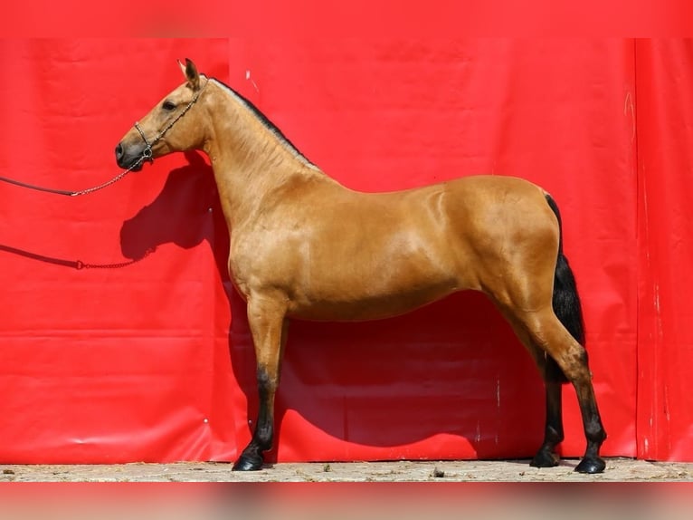 PRE Jument 10 Ans 168 cm Isabelle in Nordhorn