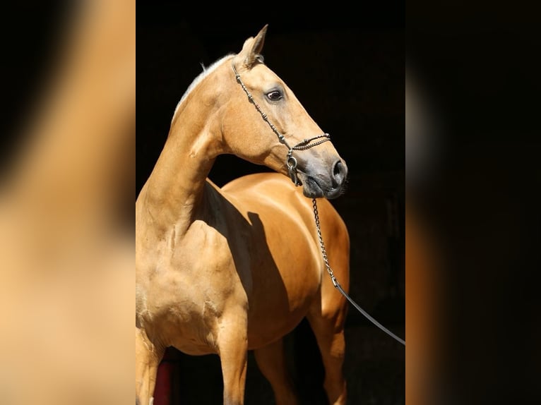 PRE Jument 10 Ans 168 cm Isabelle in Nordhorn