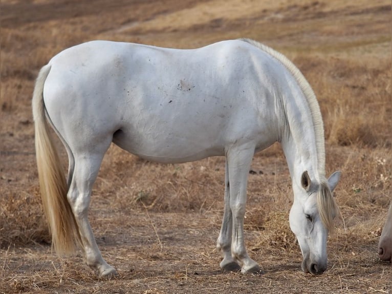 PRE Croisé Jument 10 Ans 169 cm Gris in Navas Del Madroño