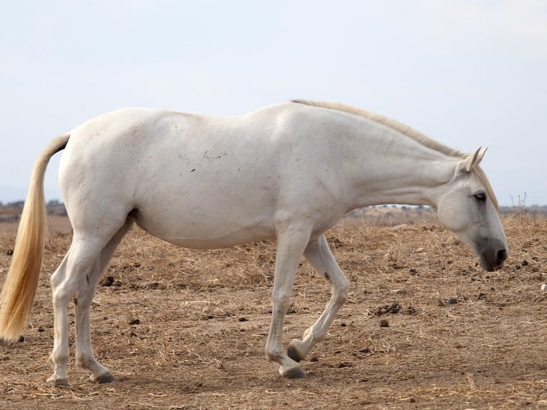 PRE Croisé Jument 10 Ans 169 cm Gris in Navas Del Madroño