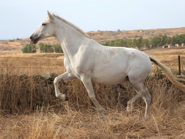 PRE Croisé Jument 10 Ans 169 cm Gris in Navas Del Madroño