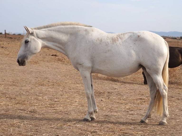 PRE Croisé Jument 10 Ans 169 cm Gris in Navas Del Madroño