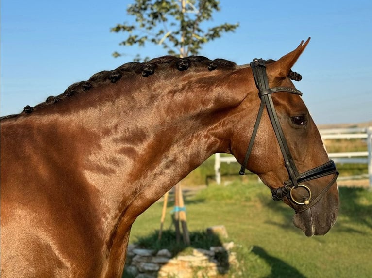 PRE Croisé Jument 10 Ans 170 cm Alezan brûlé in NAVAS DEL MADRONO