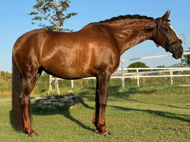 PRE Croisé Jument 10 Ans 170 cm Alezan brûlé in NAVAS DEL MADRONO