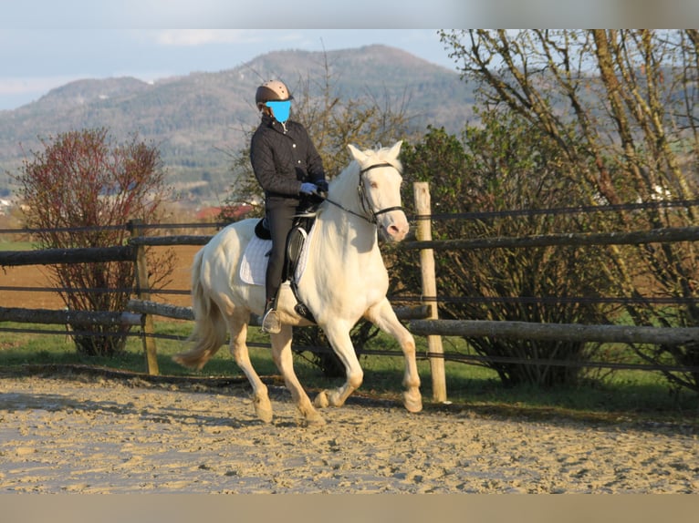 PRE Croisé Jument 11 Ans 152 cm Perlino in Balingen