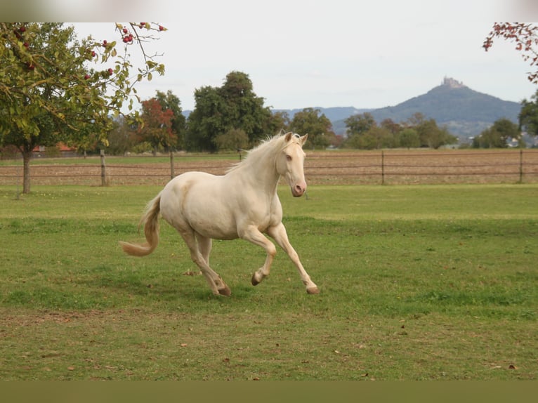 PRE Croisé Jument 11 Ans 152 cm Perlino in Balingen