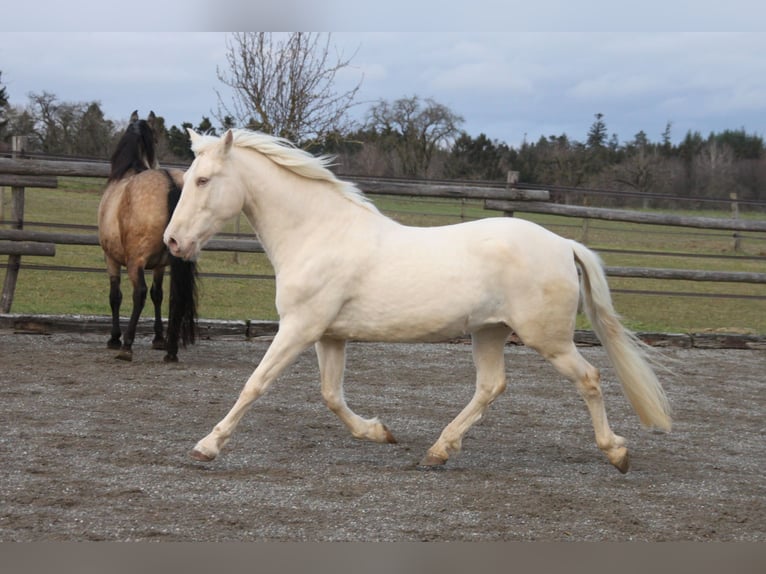 PRE Croisé Jument 11 Ans 152 cm Perlino in Balingen