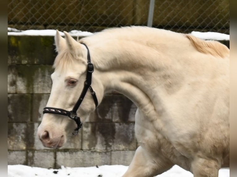 PRE Croisé Jument 11 Ans 153 cm Perlino in Küssaberg