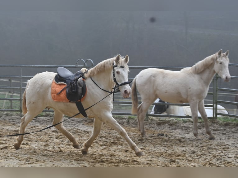 PRE Jument 11 Ans 153 cm Perlino in Küssaberg