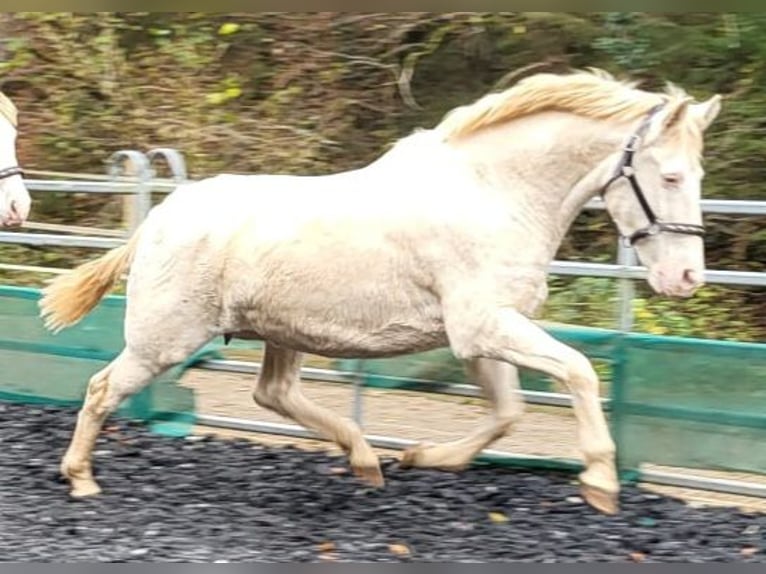 PRE Jument 11 Ans 153 cm Perlino in Küssaberg