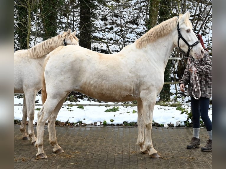 PRE Jument 11 Ans 153 cm Perlino in Küssaberg