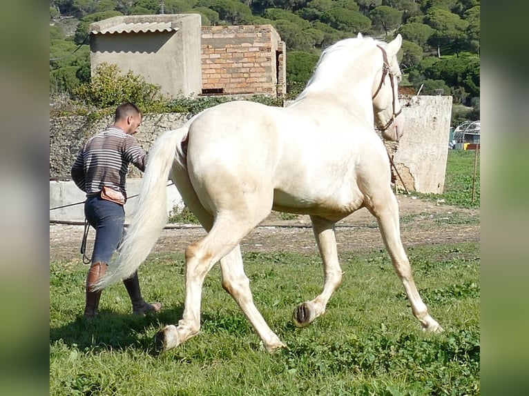 PRE Jument 11 Ans 153 cm Perlino in Küssaberg