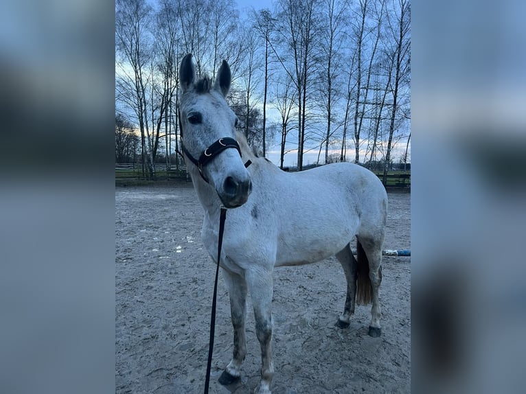 PRE Jument 11 Ans 155 cm Gris in Dortmund
