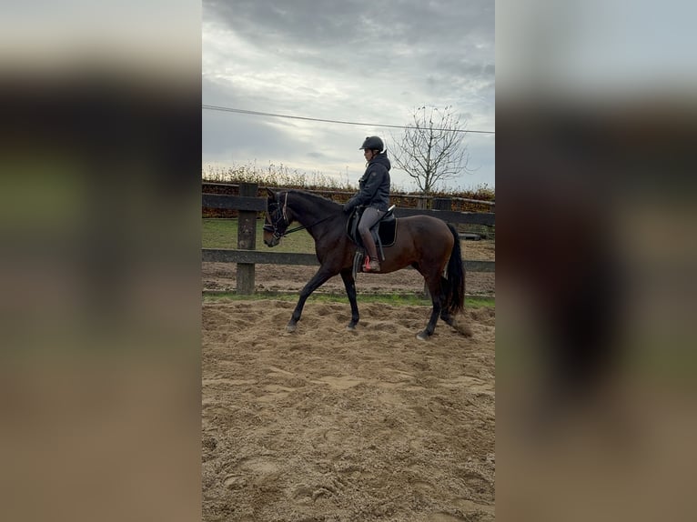 PRE Jument 11 Ans 157 cm Bai in Daleiden