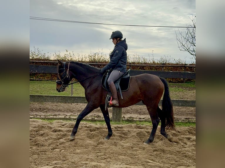 PRE Jument 11 Ans 157 cm Bai in Daleiden