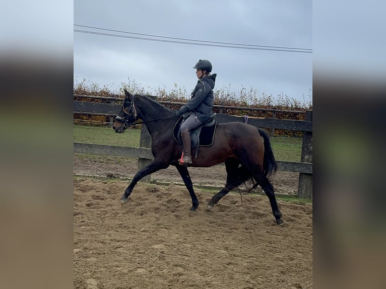 PRE Jument 11 Ans 157 cm Bai in Daleiden