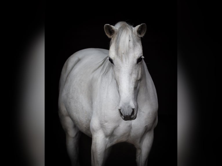 PRE Croisé Jument 11 Ans 157 cm Gris in Wurmberg