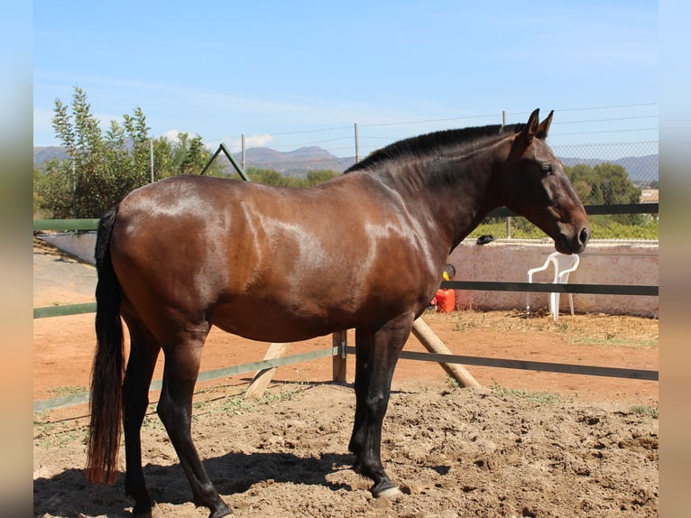 PRE Croisé Jument 11 Ans 158 cm Bai in Rafelguaraf