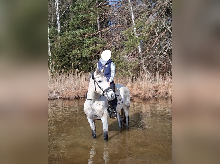 PRE Croisé Jument 11 Ans 160 cm Gris in Wielenbach