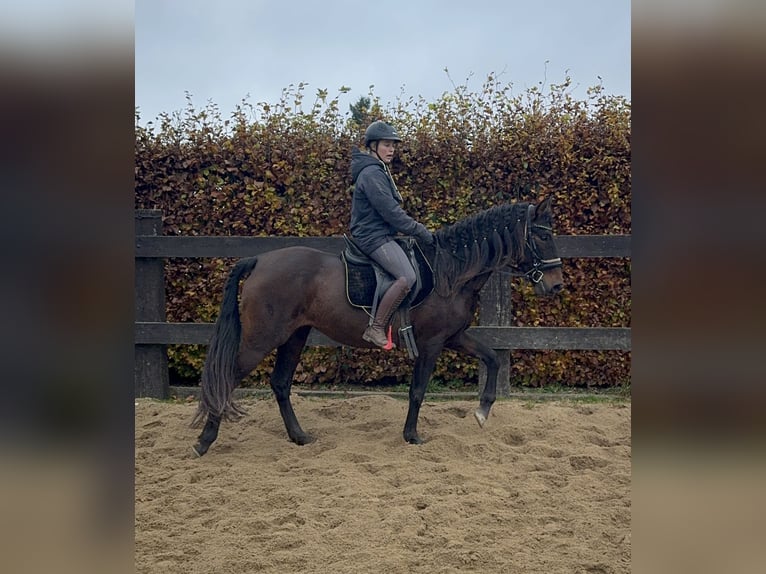 PRE Croisé Jument 11 Ans 162 cm Bai in Daleiden