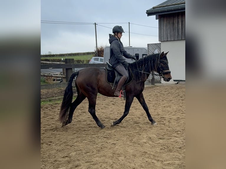 PRE Croisé Jument 11 Ans 162 cm Bai in Daleiden