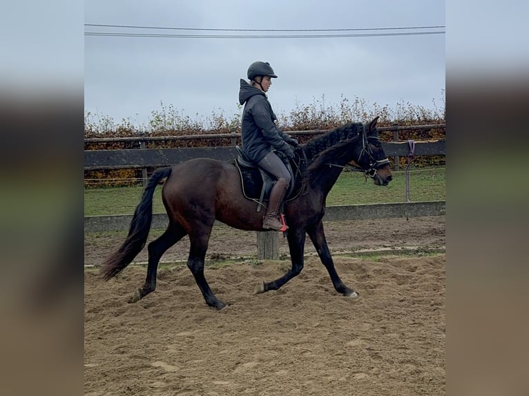 PRE Croisé Jument 11 Ans 162 cm Bai in Daleiden