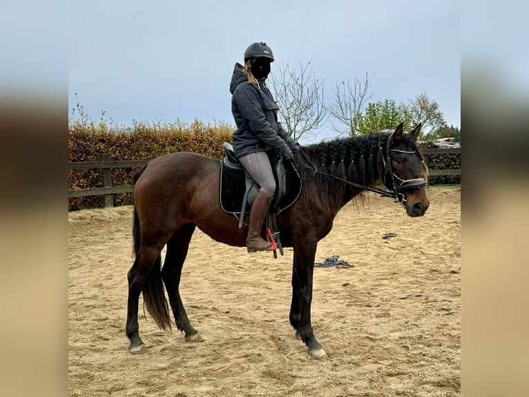 PRE Croisé Jument 11 Ans 162 cm Bai in Daleiden