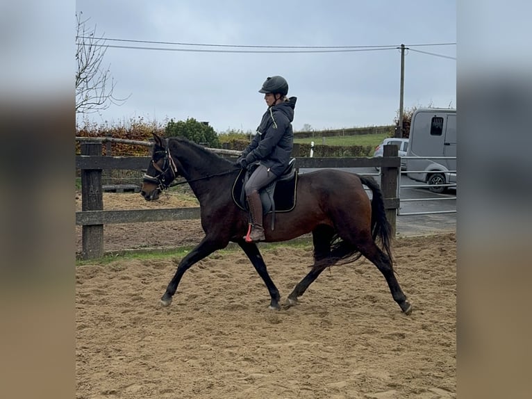 PRE Croisé Jument 11 Ans 162 cm Bai in Daleiden