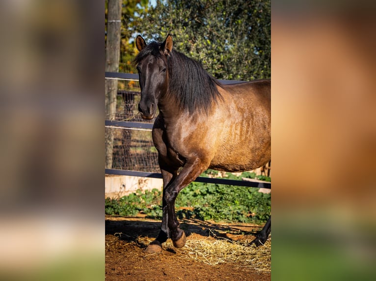 PRE Croisé Jument 11 Ans 162 cm Noir in Valencia