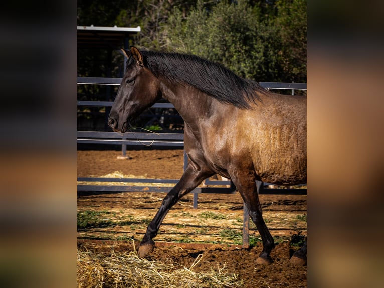 PRE Croisé Jument 11 Ans 162 cm Noir in Valencia