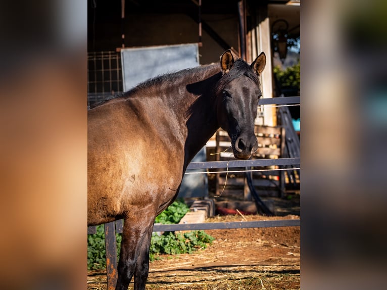 PRE Croisé Jument 11 Ans 162 cm Noir in Valencia