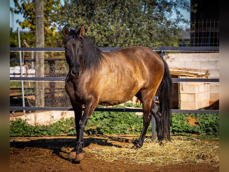 PRE Croisé Jument 11 Ans 162 cm Noir in Valencia