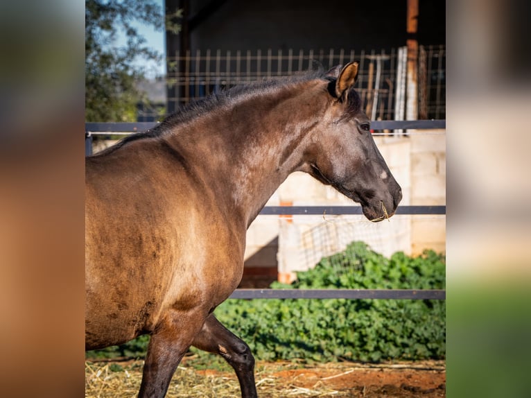 PRE Croisé Jument 11 Ans 162 cm Noir in Valencia