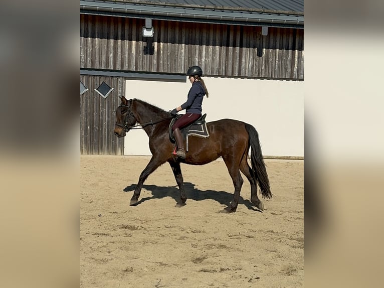 PRE Jument 11 Ans 164 cm Bai in Daleiden