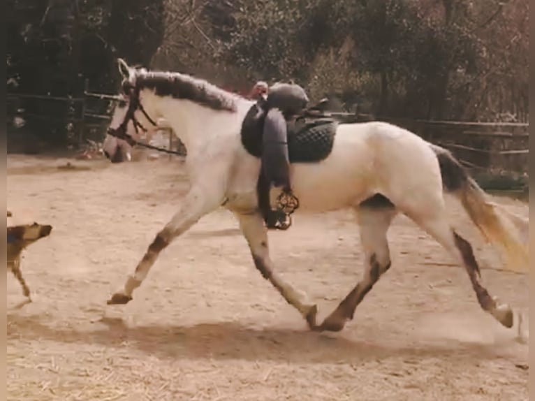 PRE Jument 11 Ans 168 cm Gris in Cadiar